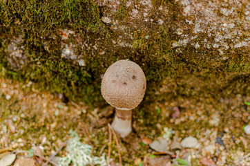 Isolated mushroom: Macrolepiota procera, also named, the parasol mushroom. Very tasty and healthy....