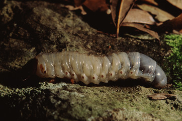 Scarab Beetle (Scarabaeidae)