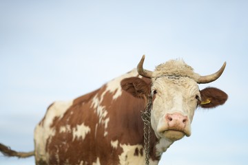 cow