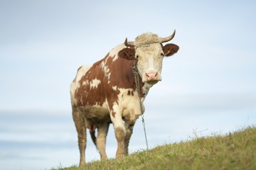 cow