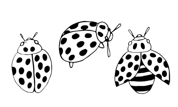 Hand drawn vector beetles. Black and white insects for design, icons, logo or print. Drawn with dots. Great illustration for Halloween.