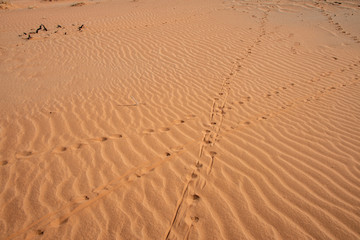 Animal Crossing in the Desert Sossusvlei