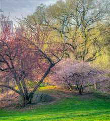 Japanese cherry tree in spring