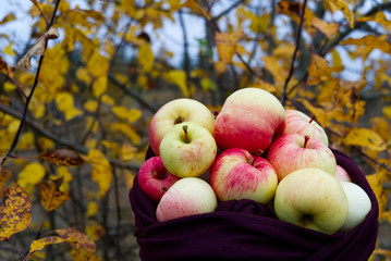 ecological apples gathered in a scarf. Autumn background