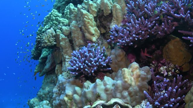 Purple finger corals (Acropora humilis) on the Porites coral colony, with several Maxima clams (Tridacna sp) and various reef fishes, Marsa Alam, Egypt