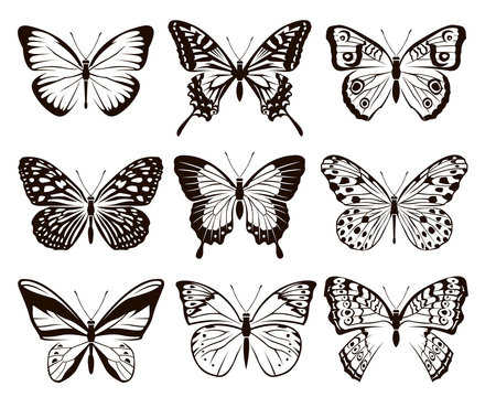 monochrome collection of butterflies isolated on white background