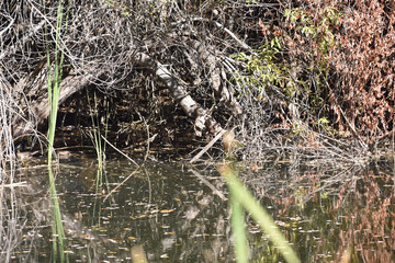 Pond Reflections