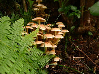 mushroom in the forest
