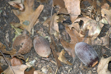 Fallen Leaves and Acorns