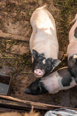 Fototapeta premium Pigs family in pigsty, dirty and happy. Farm life