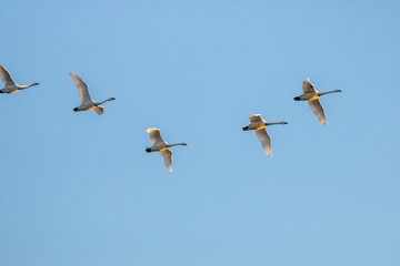 Swans in flight at Sunset