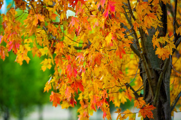 autumn maple leaves