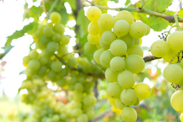 intertwined juicy fruit of grapes in a green garden