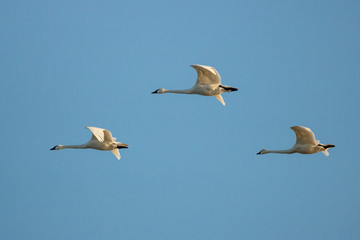Swans in flight at Sunset