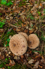 Parasol mushroom (Macrolepiota procera), healthy wild fungus. Galicia. España.
