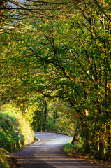 Winding road in autumnal context, with green yellow foliage, travel and getaway theme