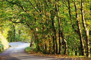 Naklejka na ściany i meble Winding road in autumnal context, with green yellow foliage, travel and getaway theme