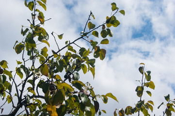 Tree branches with green leaves on a background of blue sky with white fluffy clouds