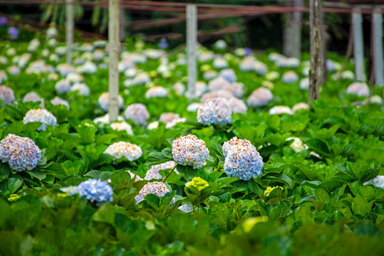 Hydrangea flower field in Chom Thong District Chiangmai thailand,is one of the best tourism.