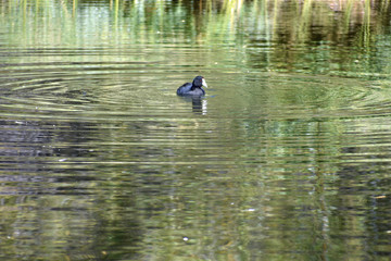 Duck in a Pond