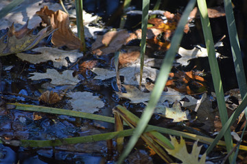 Leaves Floating on Water