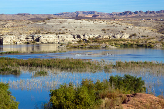A flock of white pelicans at Lake Mead National Recreation Area