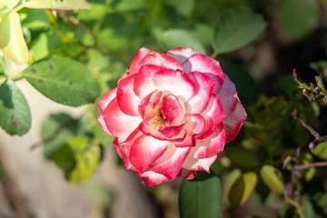 The background image of the colorful flowers