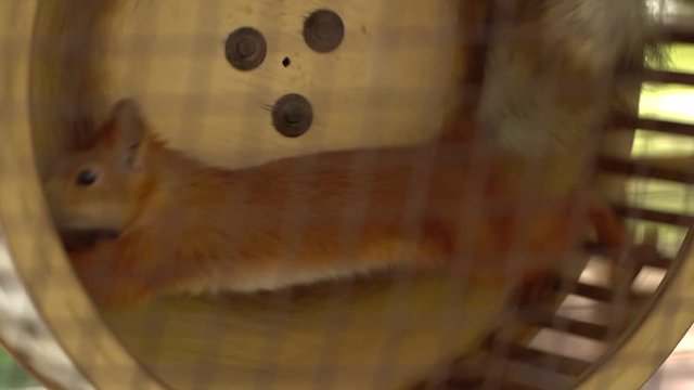 Squirrel in captivity. Squirrel diligently runs on a wheel. Animals in captivity.