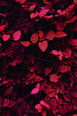 vertical background of many small crimson leaves in the jungle. template for blog and designers