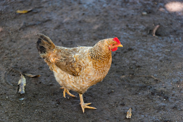 Hen in a courtyard of a country house in Colombia.