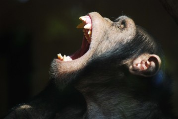 Monkey yowning