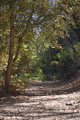 Path through the Woods