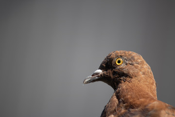 Close-up of a brown pigeon. Filmed while standing on metal sheet.