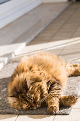 Adorable cat with long hair in relax, siberian purebred animal
