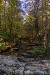 Forest stream