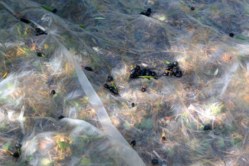 Collecting picked olives on the floor. Traditional olive handpicking in Dalmatia, Croatia. Selective focus.