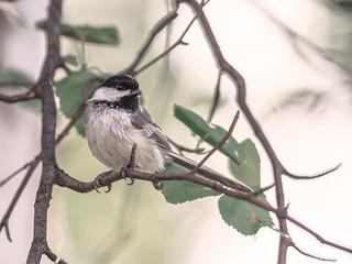 Black-capped Chickadee Perched on a Branch