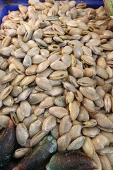 アジアの貝〜食用、マーケットにて