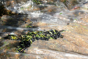 Collecting picked olives on the floor. Traditional olive handpicking in Dalmatia, Croatia. Selective focus.