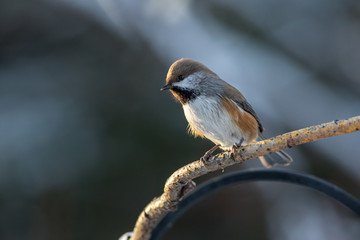 Boreal Chickadee Perched in the Light