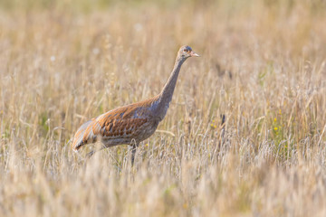 Sandhill Crane in a Barley Field