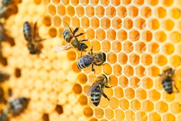 Fotobehang Macro photo of a bee hive on a honeycomb with copyspace. Bees produce fresh, healthy, honey. © Aleksandr Rybalko