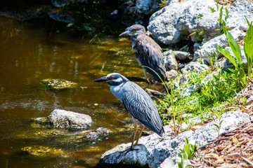 Black crowned night heron