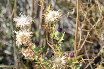 Bull Thistle