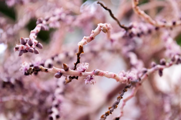 Plama rosa