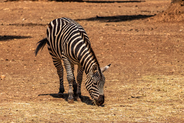 Fototapeta na wymiar Zebra eating in the park