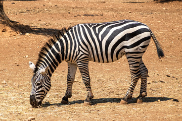Fototapeta na wymiar Zebra eating in the park