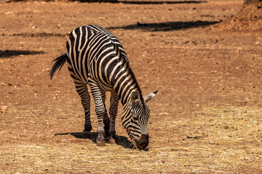 Zebra eating in the park