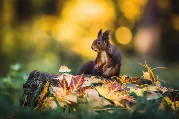 Cute red squirrel sitting on a tree stump covered with colorful leaves and a growing mushroom. Autumn day in a dark forest. Blurry yellow and brown background.