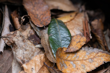 Fallen leaves welcome me.